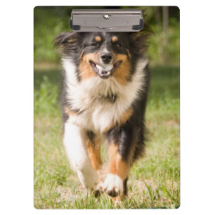 Australischer Hirte mit Ball Klemmbrett