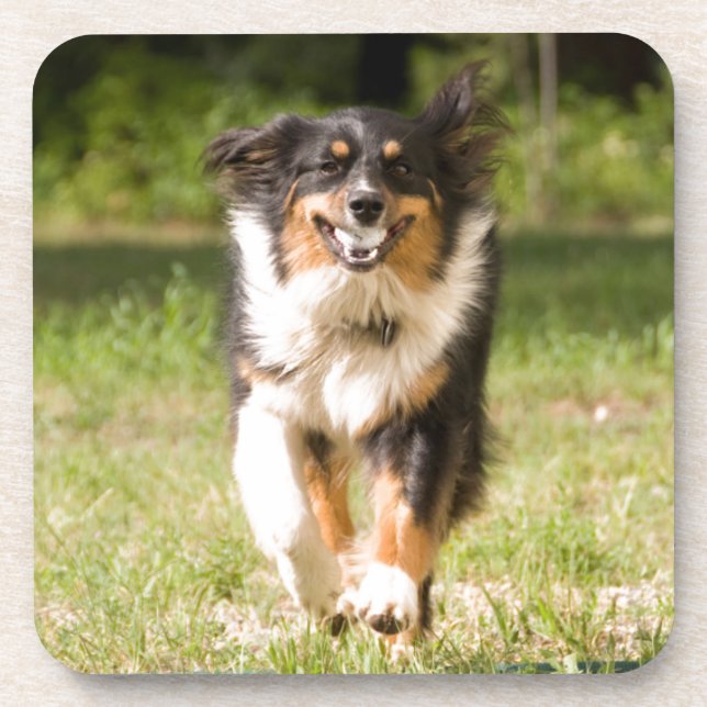 Australischer Hirte mit Ball Untersetzer (Vorderseite)