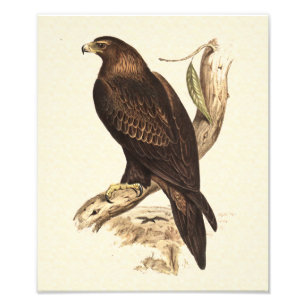 Australischer Keil angebundenes Eagle. Enormer Fotodruck