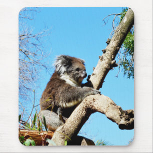 australischer Koala-Bär im alten Kiefernbaum, Mousepad