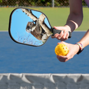 australischer Koala-Bär im alten Kiefernbaum, Pickleball Schläger
