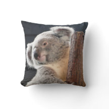 Australischer Koala
