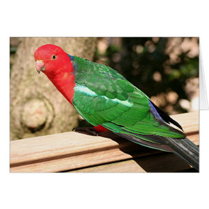 Australischer König Papagei (rot & grün)