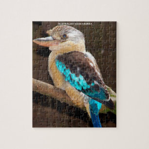 Australischer Kookaburra