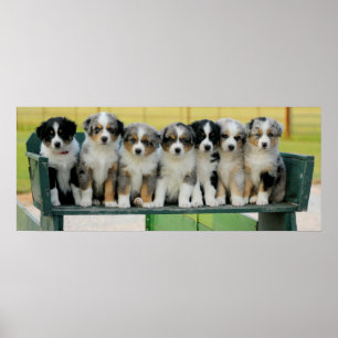 Australischer Lastwagen-Spaß Poster