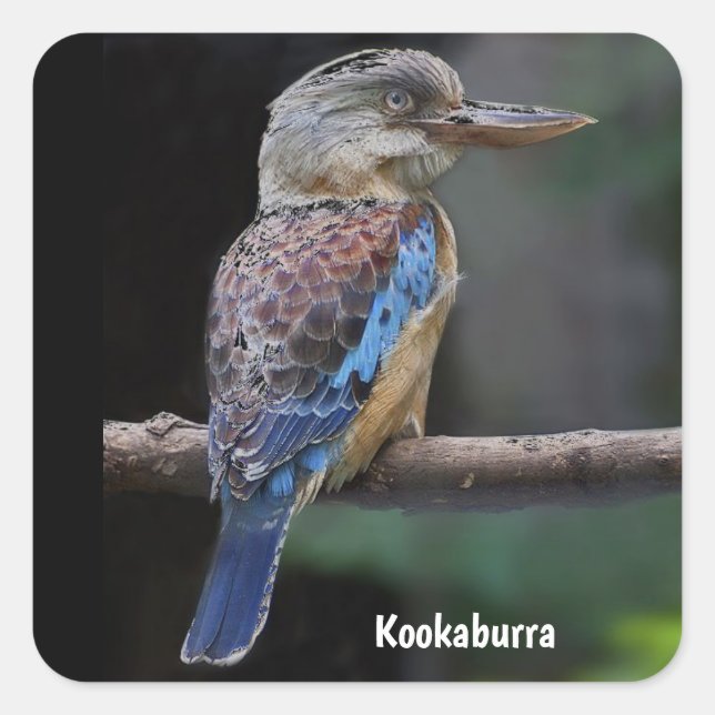 Australischer Laughing Kookaburra Bird Quadratischer Aufkleber (Vorderseite)