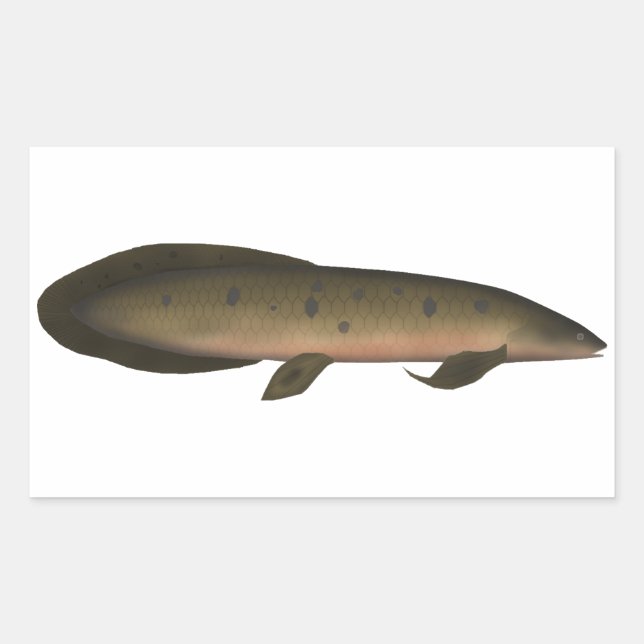 Australischer Lungfisch Rechteckiger Aufkleber (Vorderseite)