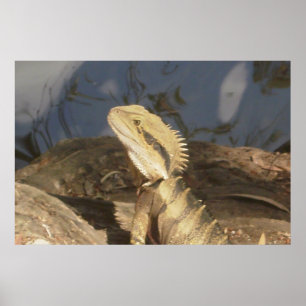 Australischer Ostwasserdrache Poster