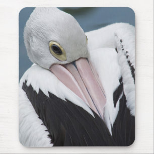 Australischer Pelikan Nahaufnahme Mousepad