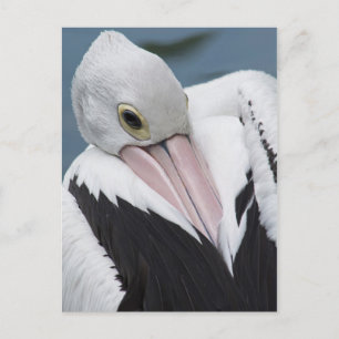 Australischer Pelikan Nahaufnahme Postkarte