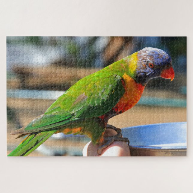 Australischer Regenbogenvogel (Horizontal)