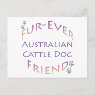 Australischer Rinder Dog Furever Postkarte