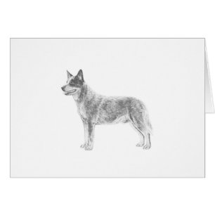 Australischer Rinderhund