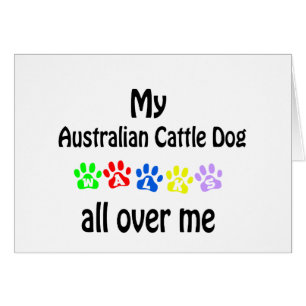 Australischer Rinderhund