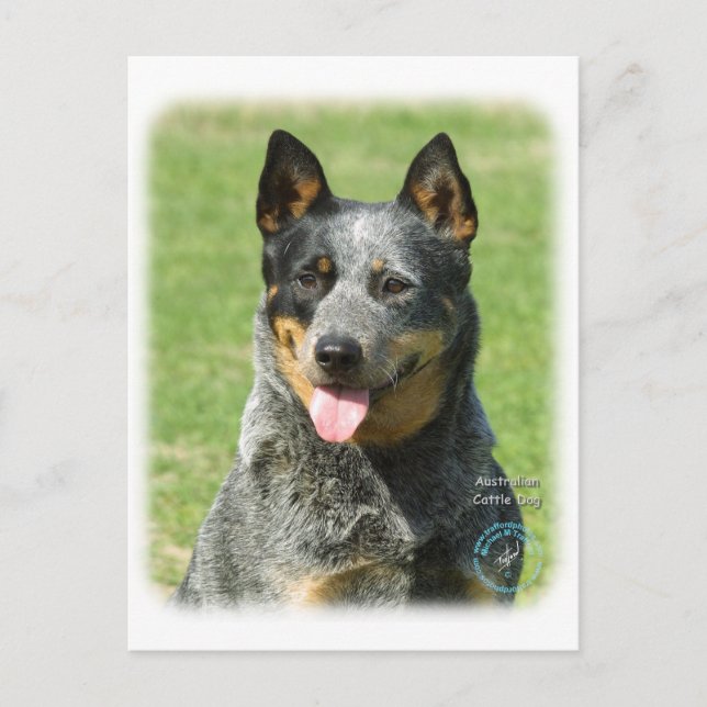 Australischer Rinderhund 9F059D-14 Postkarte (Vorderseite)