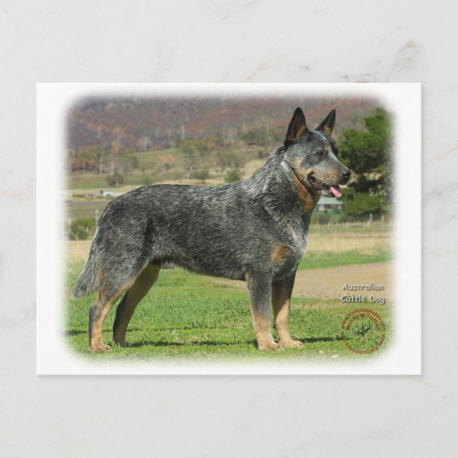 Australischer Rinderhund 9F060D-18 Postkarte (Vorderseite)