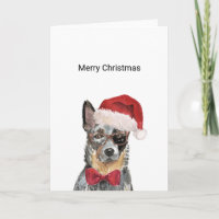 Australischer Rinderhund, Blue Heeler Weihnachtska