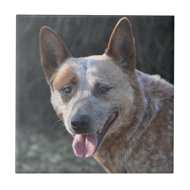 Australischer Rinderhund Fliese (Vorderseite)