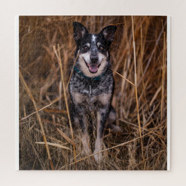 Australischer Rinderhund Heeler (Vertikal)