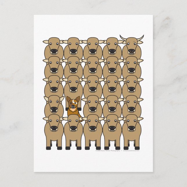 Australischer Rinderhund in der Herde Postkarte (Vorderseite)