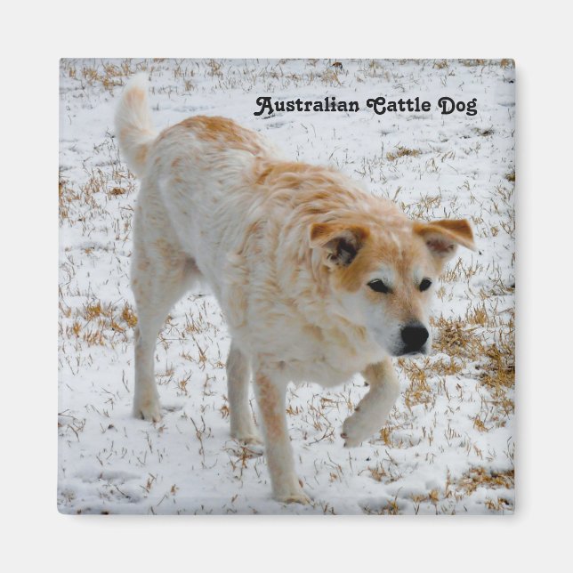 Australischer Rinderhund Magnet (Vorne)