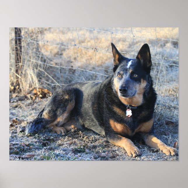 Australischer Rinderhund oder Blue Heeler Foto Pos Poster (Vorne)