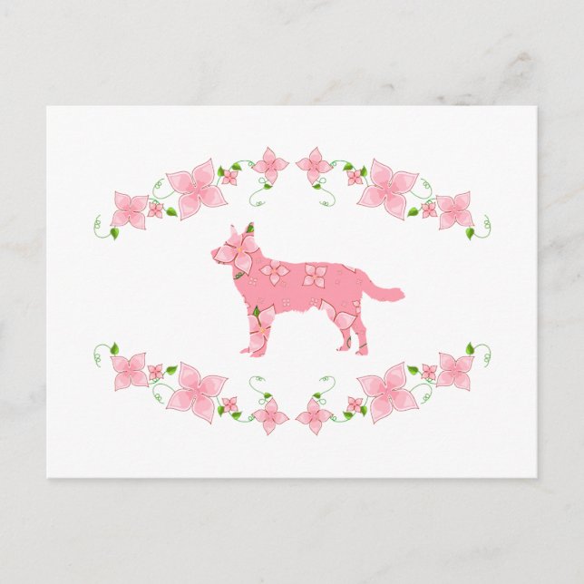 Australischer Rinderhund Postkarte (Vorderseite)