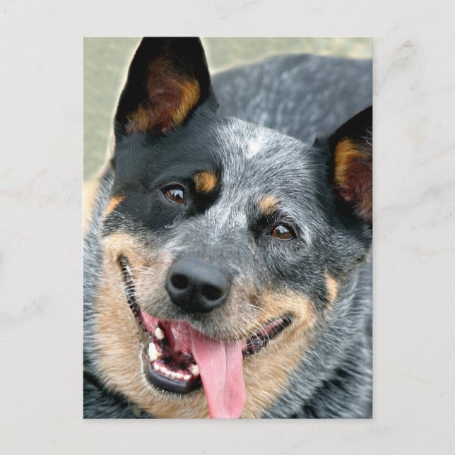 Australischer Rinderhund Postkarte (Vorderseite)