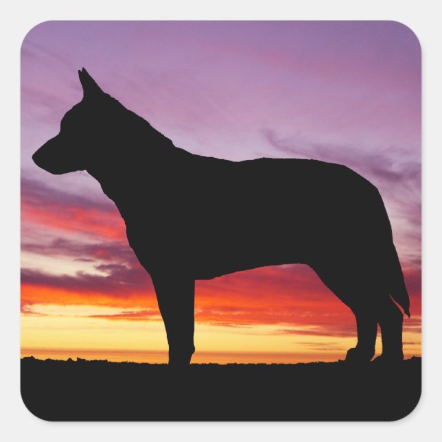 Australischer Rinderhund Quadratischer Aufkleber (Vorderseite)