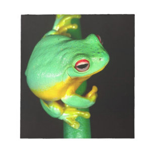 Australischer Roter Laubfrosch, Litoria chloris, Notizblock