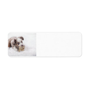 australischer roter merle Welpe