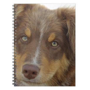 Australischer Roter Tri-Welpe Notizblock
