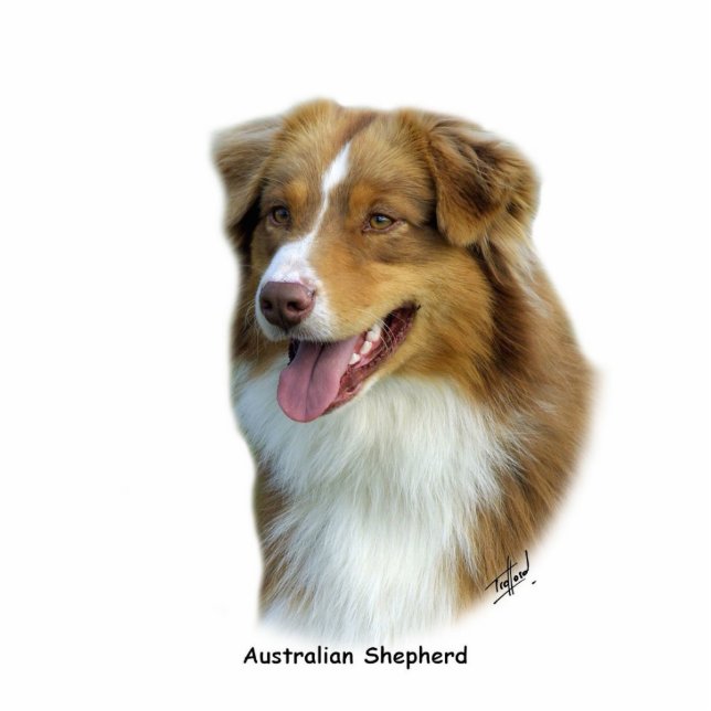 Australischer Schäfer 9K4D-16 Freistehende Fotoskulptur (Vorne)