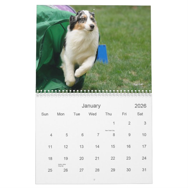 Australischer Schäfer-Agility-Kalender Kalender (Jan 2026)