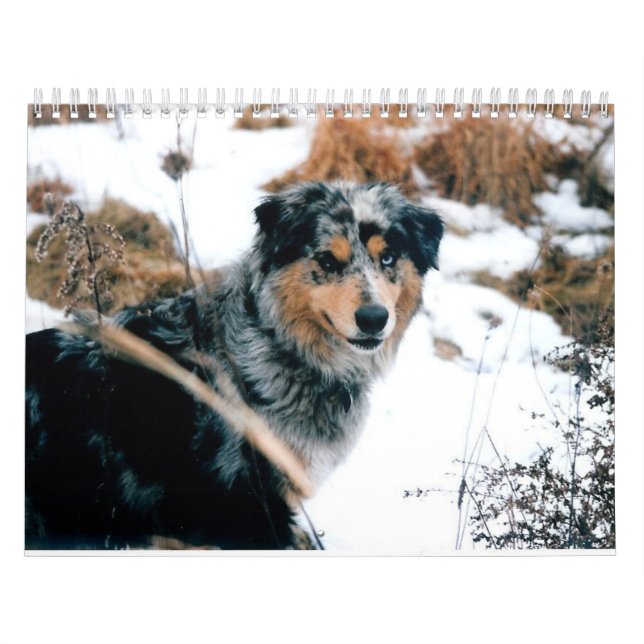 Australischer Schäfer Calander Kalender (Titelbild)
