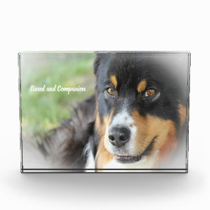 Australischer Schäfer Dog. Fotoblock