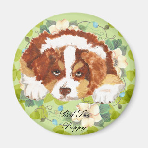 Australischer Schäfer-rotes Tri Welpe ~ Magnet