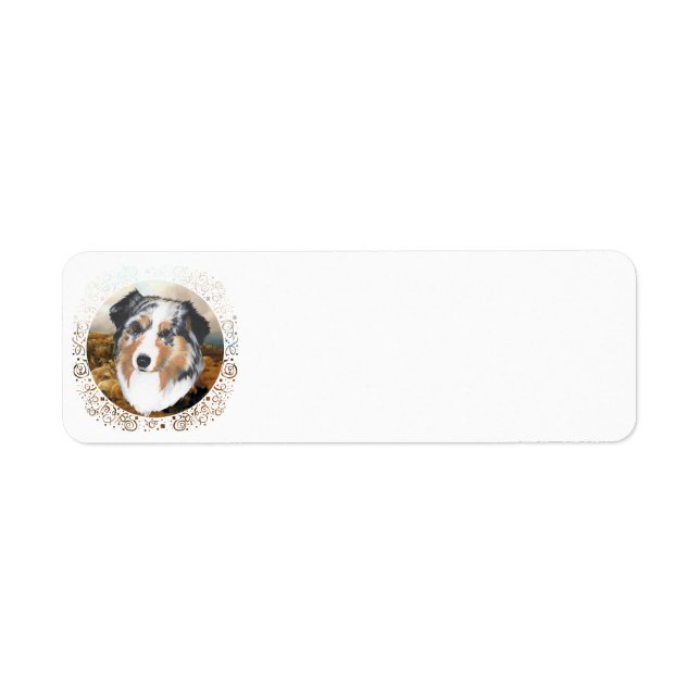 Australischer Schäferhund (Vorne)