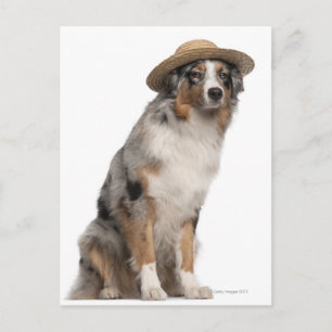 Australischer Schäferhund (10 Monate alt) mit eine Postkarte
