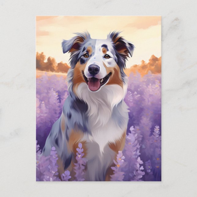 Australischer Schäferhund auf Lavenderfeld Postkarte (Vorderseite)
