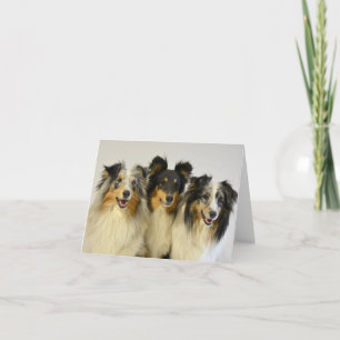 Australischer Schäferhund Aussie Hund Hallo Liebe Karte