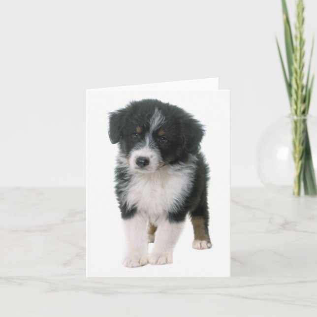 Australischer Schäferhund Aussie Welpe Dog Liebe Karte (Vorderseite)