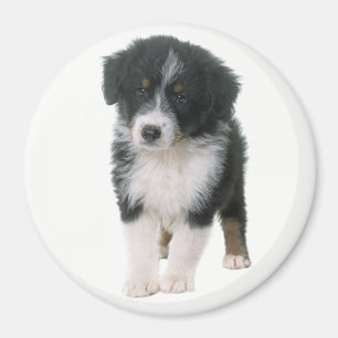 Australischer Schäferhund Aussie Welpe Hund Magnet