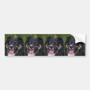 Australischer Schäferhund Black Tri Autoaufkleber