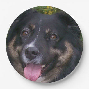 Australischer Schäferhund Black Tri Pappteller