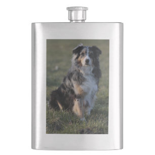 Australischer Schäferhund Blue Merle sitzend Flachmann