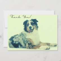 Australischer Schäferhund Dankeschön-Karte