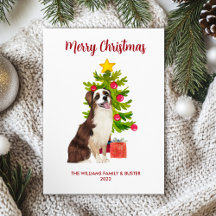 Australischer Schäferhund - Familie Weihnachten