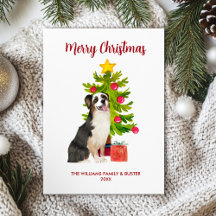 Australischer Schäferhund - Familie Weihnachten