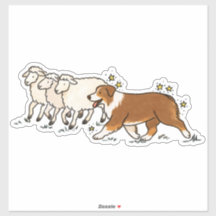 Australischer Schäferhund - Hüten